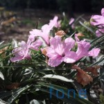 Flower-5MP