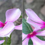 Flowers-PV-Advantage-1