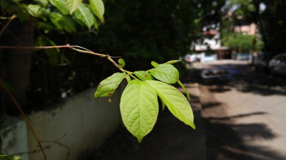 LG-G4-Sample-4_Macro